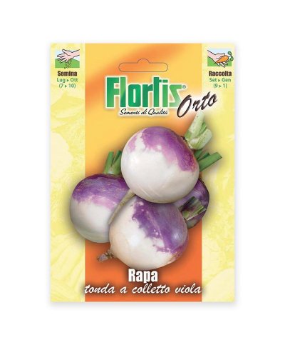 Semente nabo viola-rapa tonda