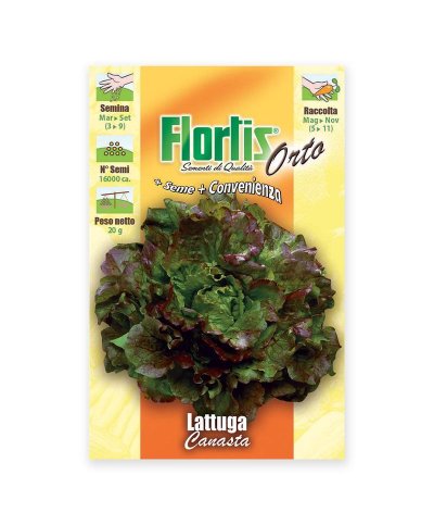 Semente alface canasta