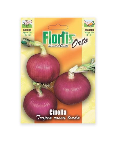 Semente cebola vermelha
