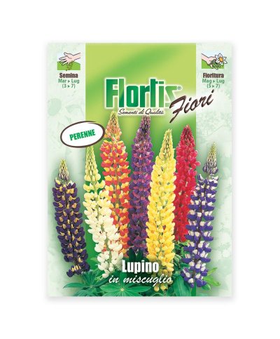 Semente lupino miscuglio