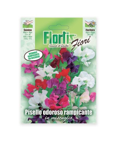 Semente erva de cheiro rampicante