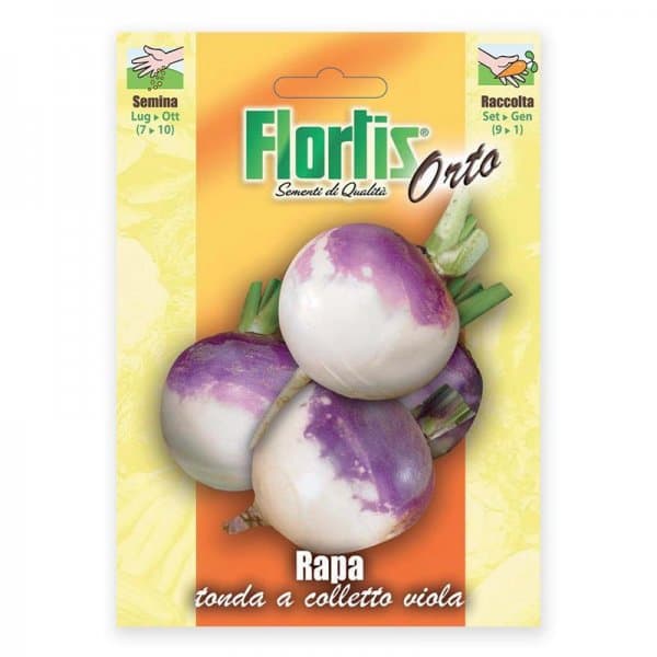 Semente nabo viola-rapa tonda Flortis 